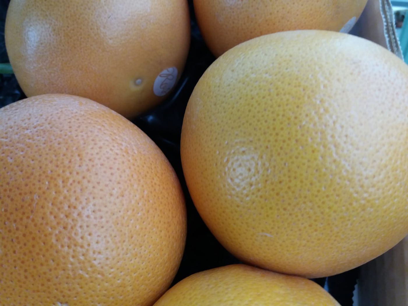 Click & collect Pomelos rose à Bernienville Le Marché de Pithienville