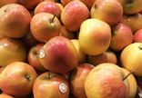 Pomme Reinette