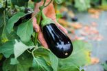 Aubergine