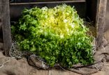 Frisée