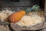 Ananas pain de sucre