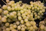 Raisin Chasselas
