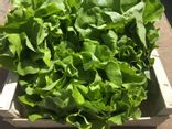 1 lot de 3 salades
