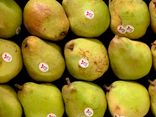 Poire Comice