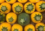 Courgette Ronde Verte
