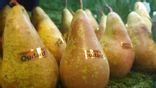 Poire Conférence