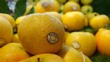 Pomme Chanteclerc