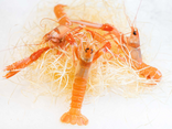 Langoustine vivante 30/40