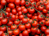 Tomates cerises grappe