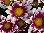 Chrysanthème Multifleurs Roses/Blancs