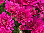 Chrysanthème Multifleurs Roses