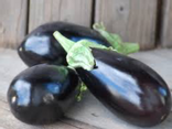 Aubergine bio