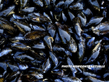 Moules de bouchot 1litre