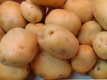 Pomme de terre colombia pour frites