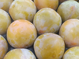 Prune sun