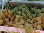 Raisin blanc Italia Sicile