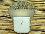 Fleur du Maquis