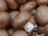 Champignons paris bruns