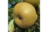 Pommes canada