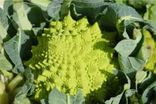 Chou romanesco