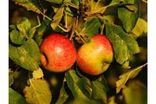 Pommes Boskoop