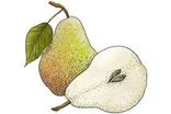 Poire Comice