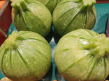 Courgette ronde