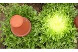 Frisée