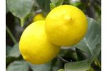 Citron de Nice