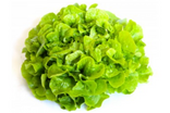 Feuille de chêne verte