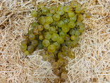 Raisins blancs Chasselas