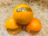 Orange soculente