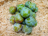 Prune Reine claude