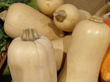 Butternut