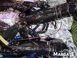 Homard bleu vivant