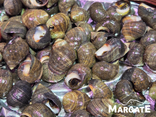 Bigorneaux cuits