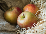 Pomme Boskoop