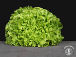 Feuille de chêne verte
