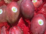 Mangue Osteen