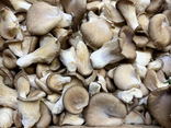 Pleurotes Grises