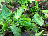 Mesclun