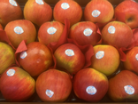 Pommes Reine des Reinettes