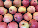 Pommes Royal Gala