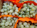 Raisin blanc Exalta SANS PEPIN