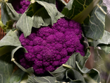 chou-fleur violet