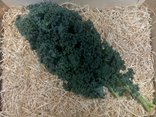 Chou Kale