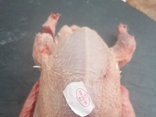 Pigeonneaux
