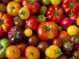 Tomate côtelée mix