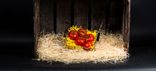 Tomates grappe