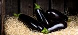 Aubergine